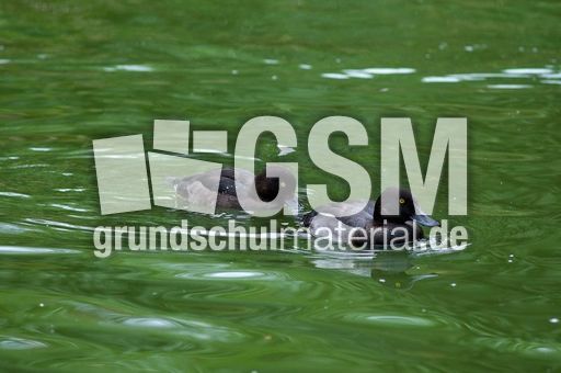 Reiherente (7 von 12).jpg